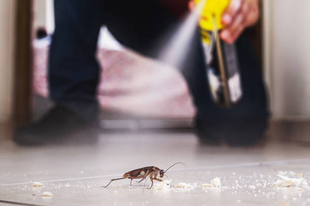 Best Mosquito Control Services  in Del Rey, CA