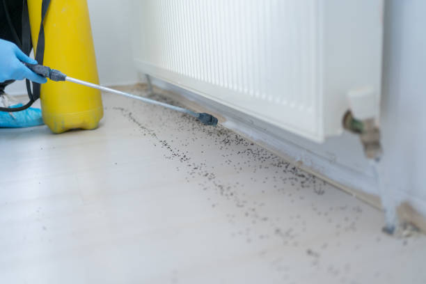 Best Bed Bug Extermination  in Del Rey, CA