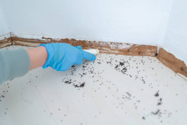 Best Cockroach Control Services  in Del Rey, CA