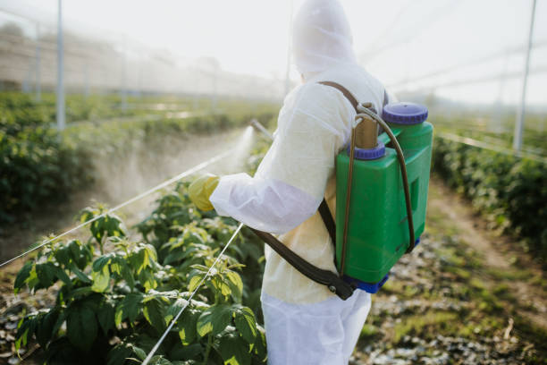 Flea Control Services in Del Rey, CA